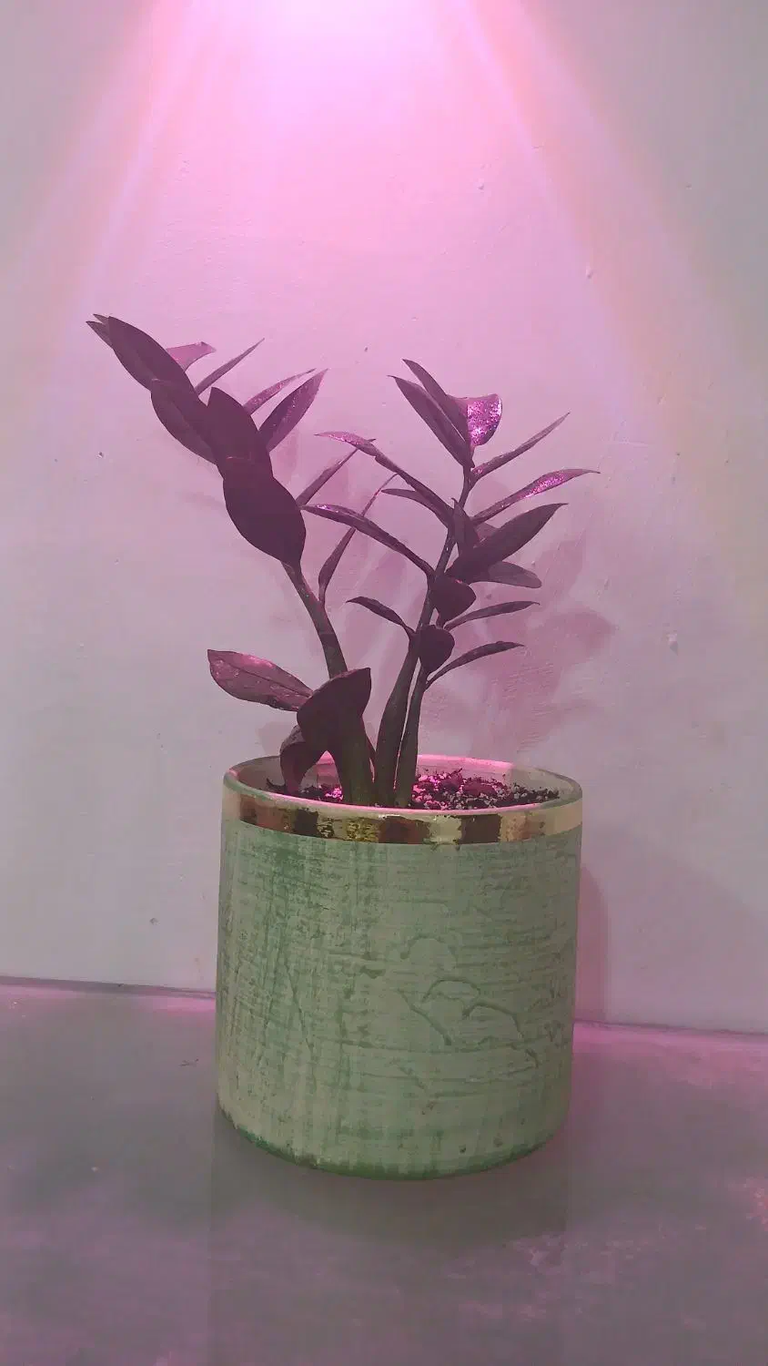 گل وگیاه|حراج|بجنورد, |دیوار