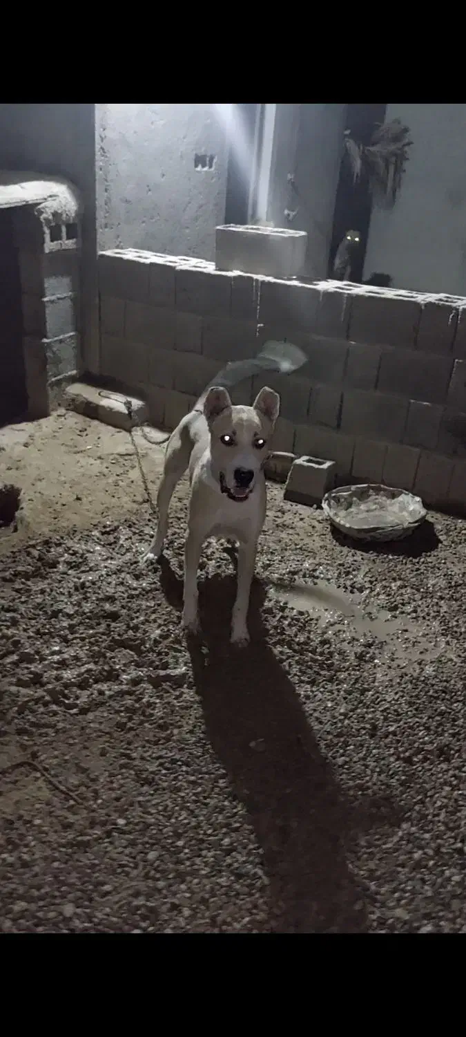 سگ سرابی|سگ|سیراف, |دیوار