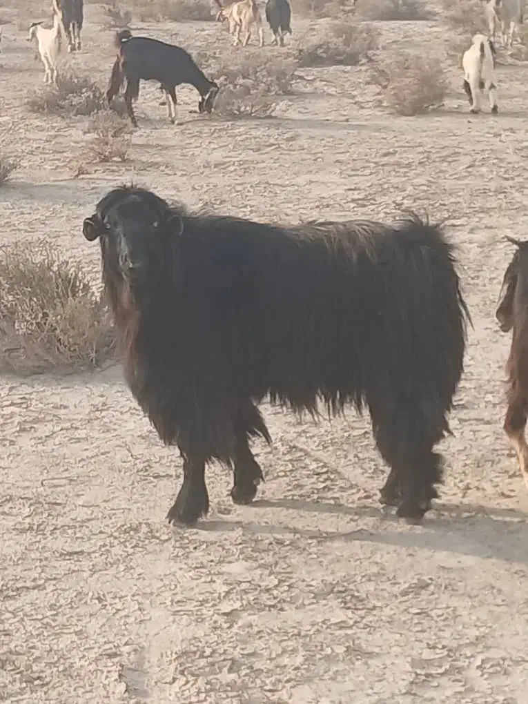 فروش ۱۰پازن|حیوانات مزرعه|آبدان, |دیوار