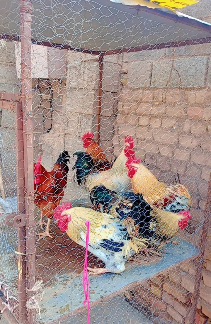 خروس چاق|حیوانات مزرعه|نیشابور, مازول|دیوار