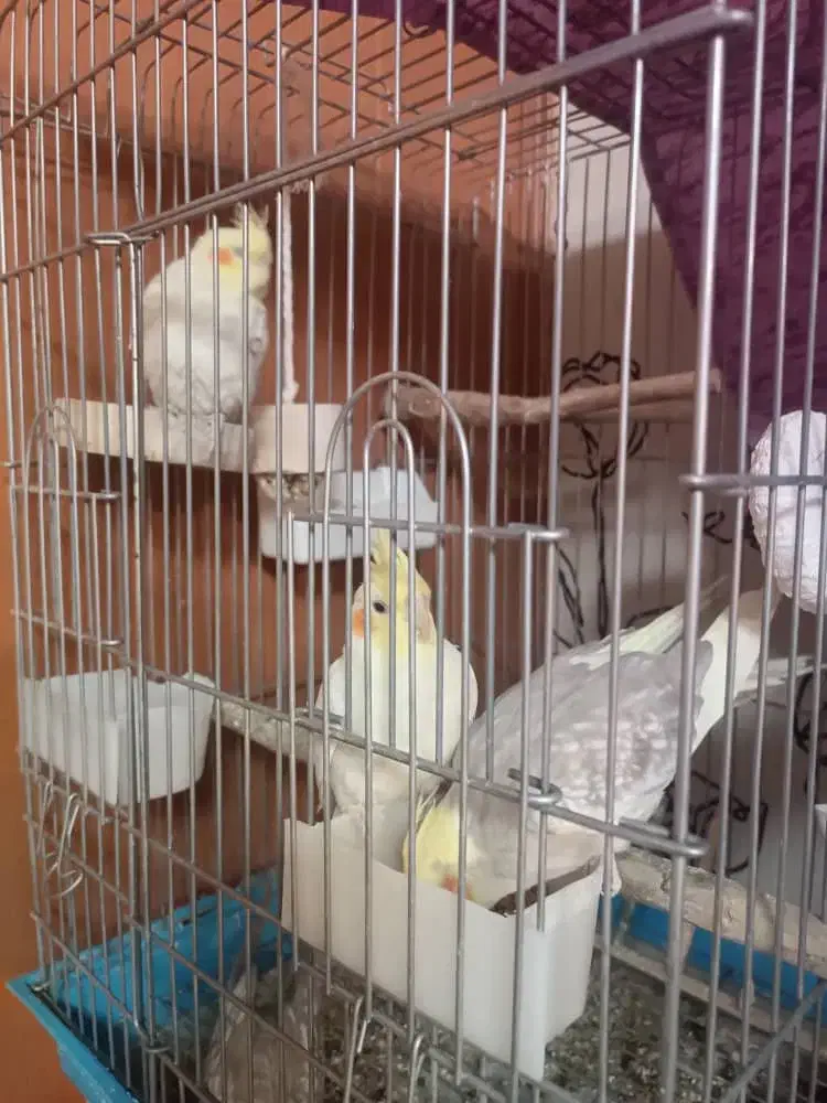 عروس هلندی بالغ و جوجه|پرنده|شیراز, آبیاری|دیوار