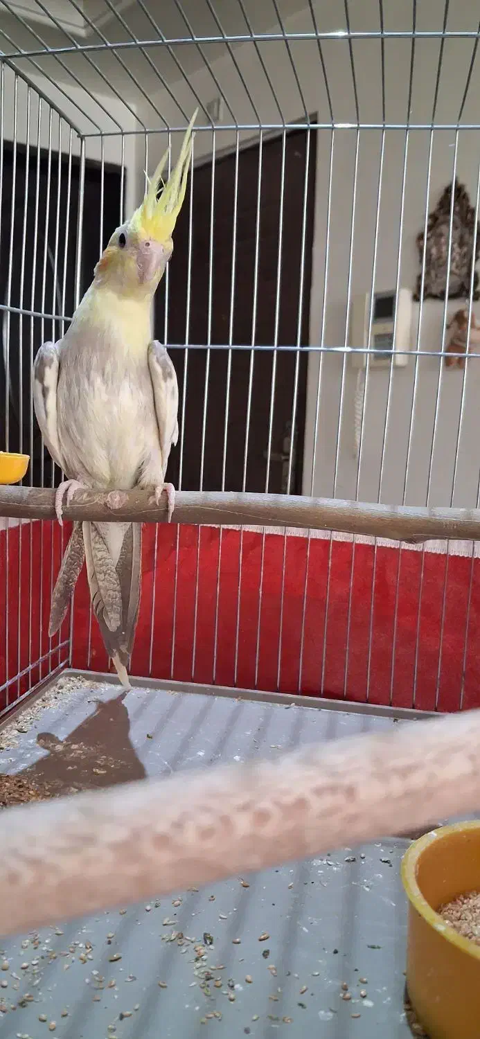 جوجه عروس هلندی دوکت|پرنده|قم, قلعه یزدیها|دیوار