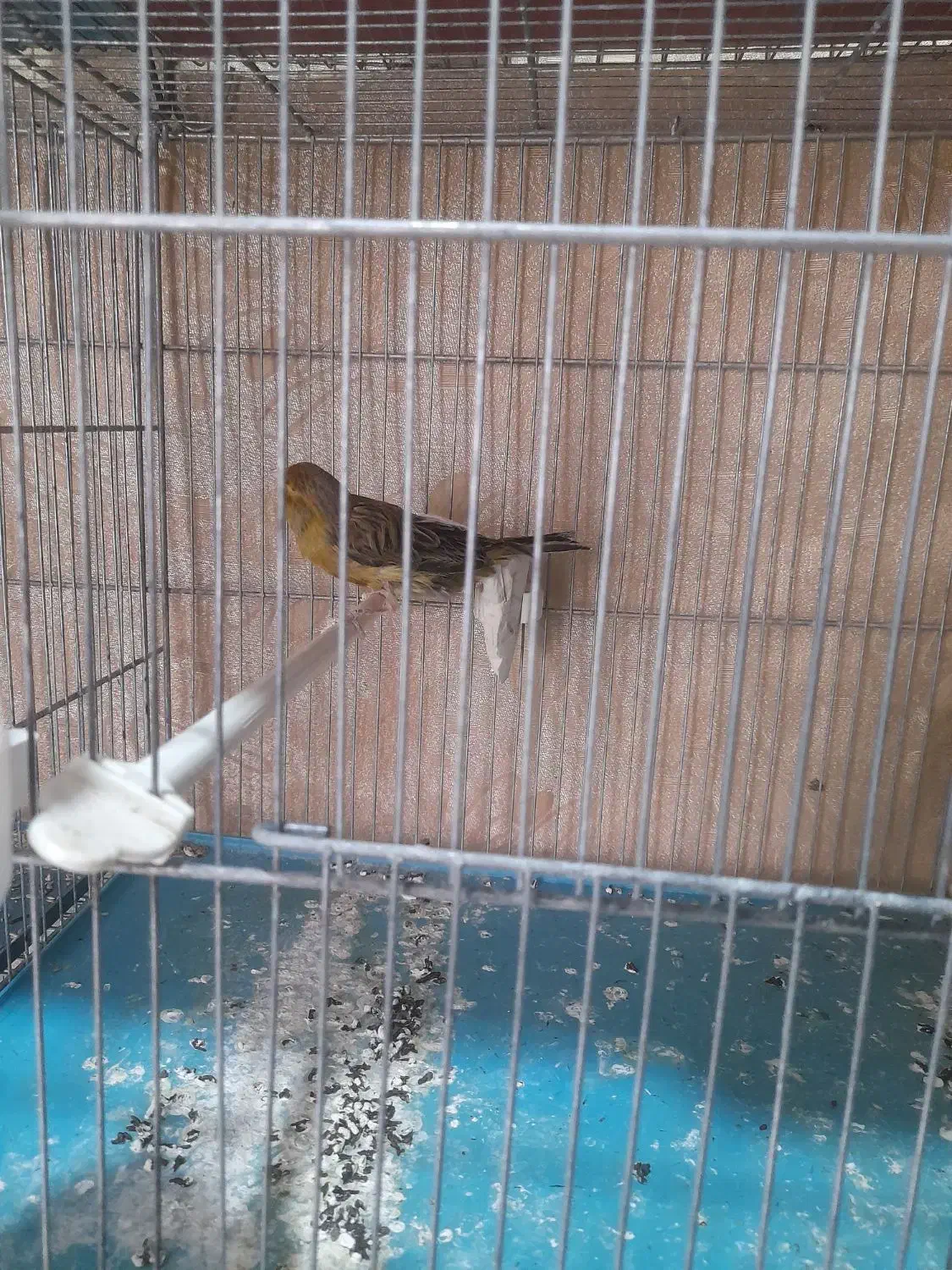 قناری|پرنده|محمدشهر, شهرک پیام (مهرالبرز)|دیوار