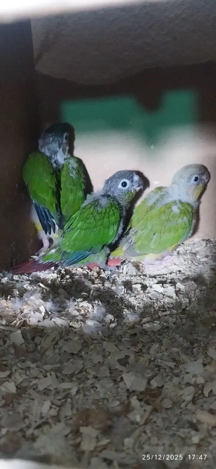 گرینچیک سرلاکی|پرنده|ساوه, |دیوار