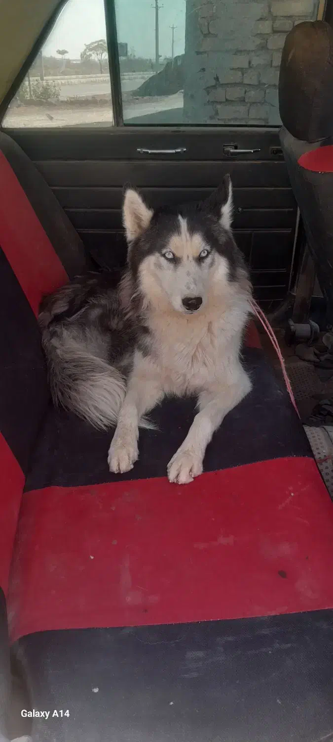 سگ هاسکی|سگ|اصفهان, گورت|دیوار