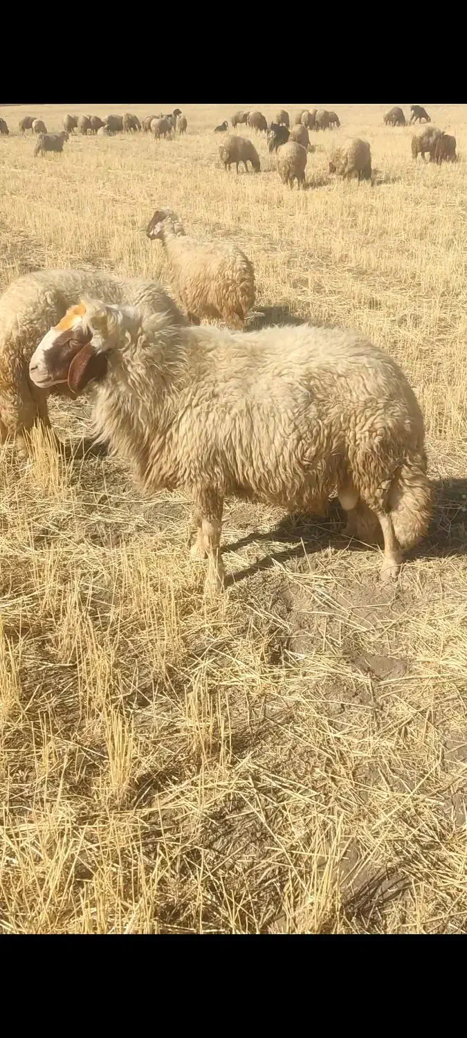 ورن سنجابی|حیوانات مزرعه|ماهیدشت, |دیوار