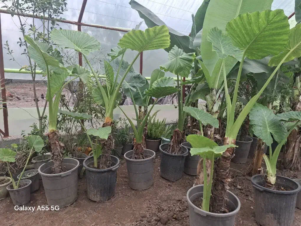 بابا آدم|گل و گیاه طبیعی|آستانه اشرفیه, |دیوار