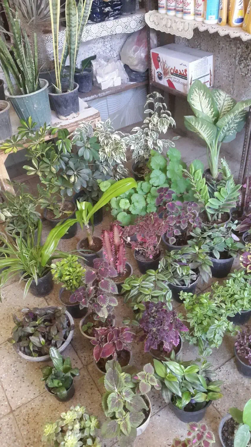 گل وتقویتی|گل و گیاه طبیعی|ملایر, |دیوار