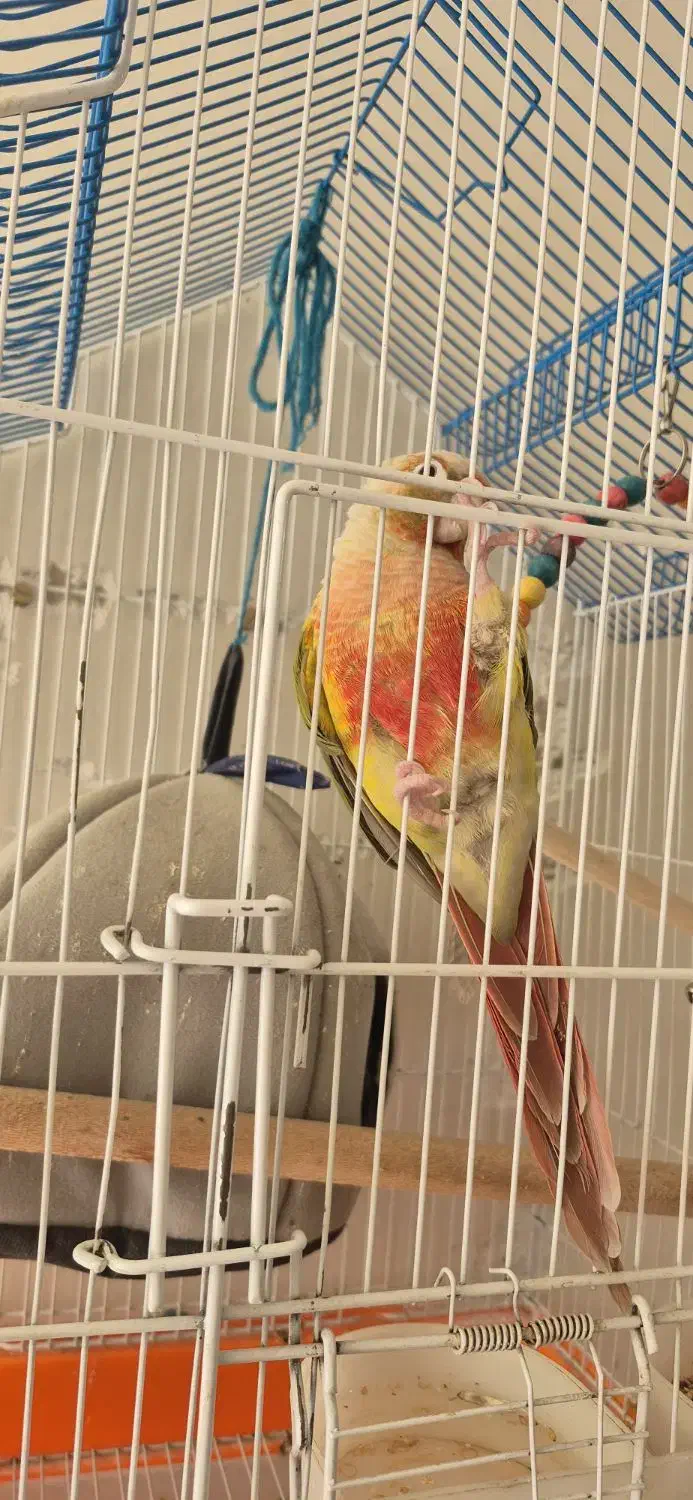 طوطی گیرینچیک نر|پرنده|نجف‌آباد, یزدانشهر|دیوار