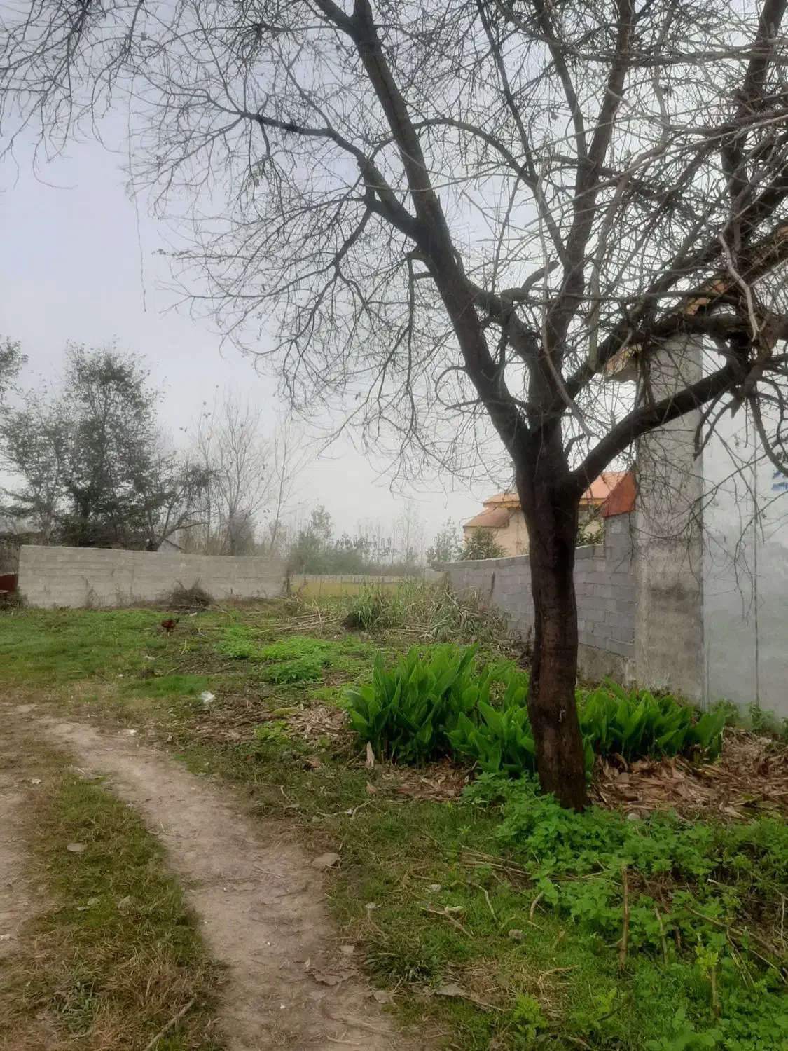 فروش زمین|فروش زمین و ملک کلنگی|رودبنه, |دیوار