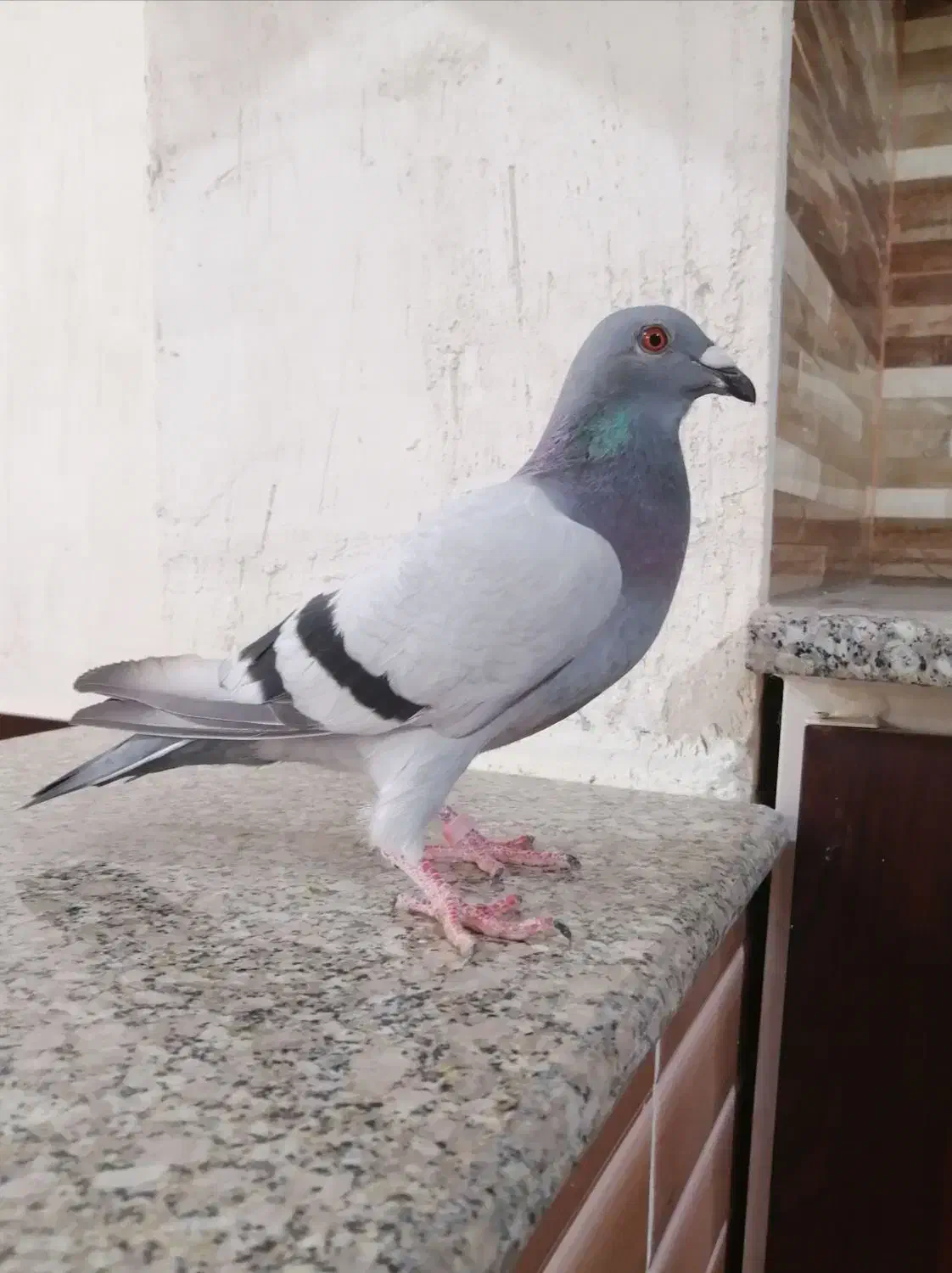 کبوتر سبز مسافتی پلاکی ماده|پرنده|کازرون, |دیوار