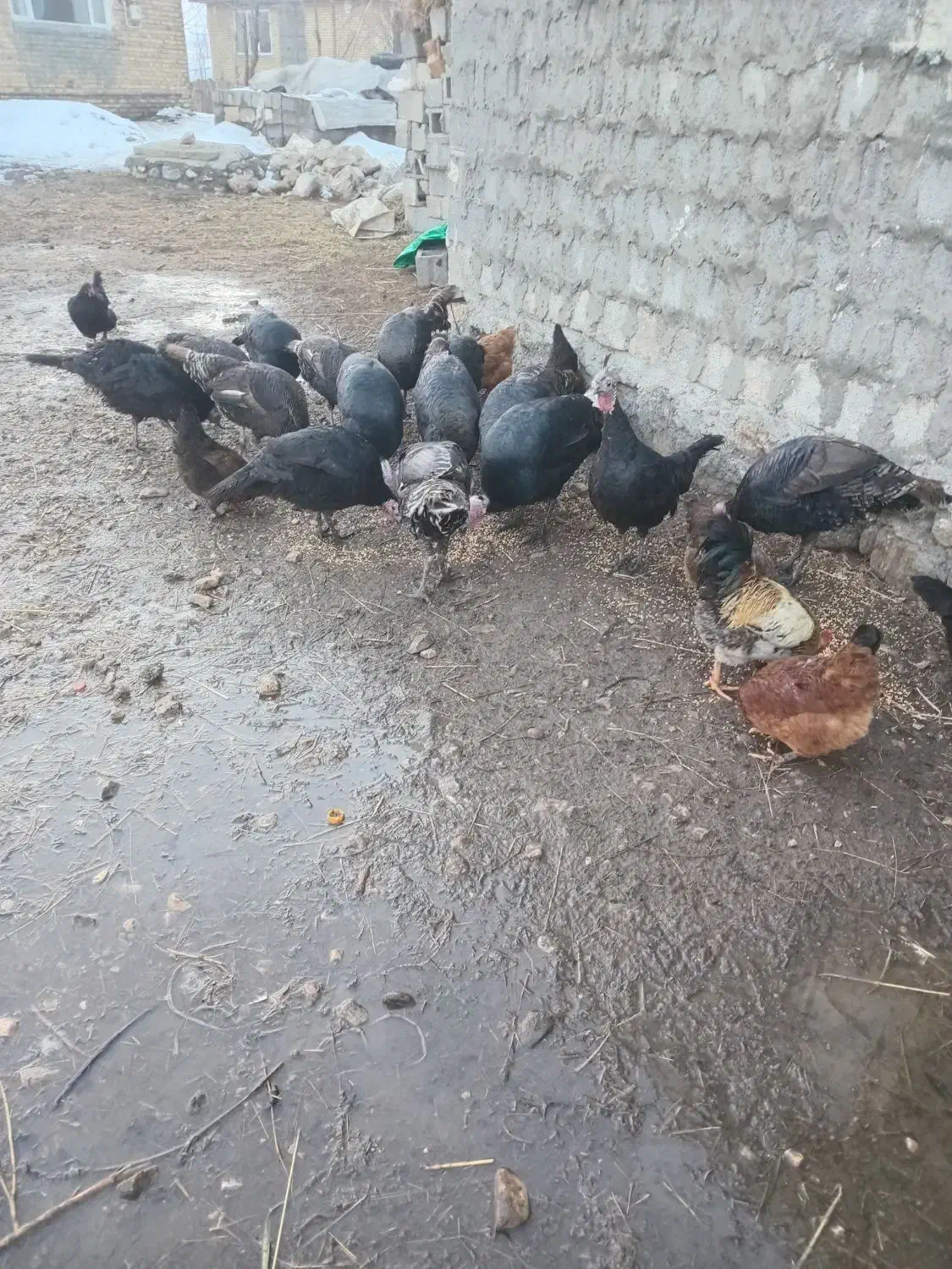 بوقلمون محلی|حیوانات مزرعه|سیلوانه, |دیوار