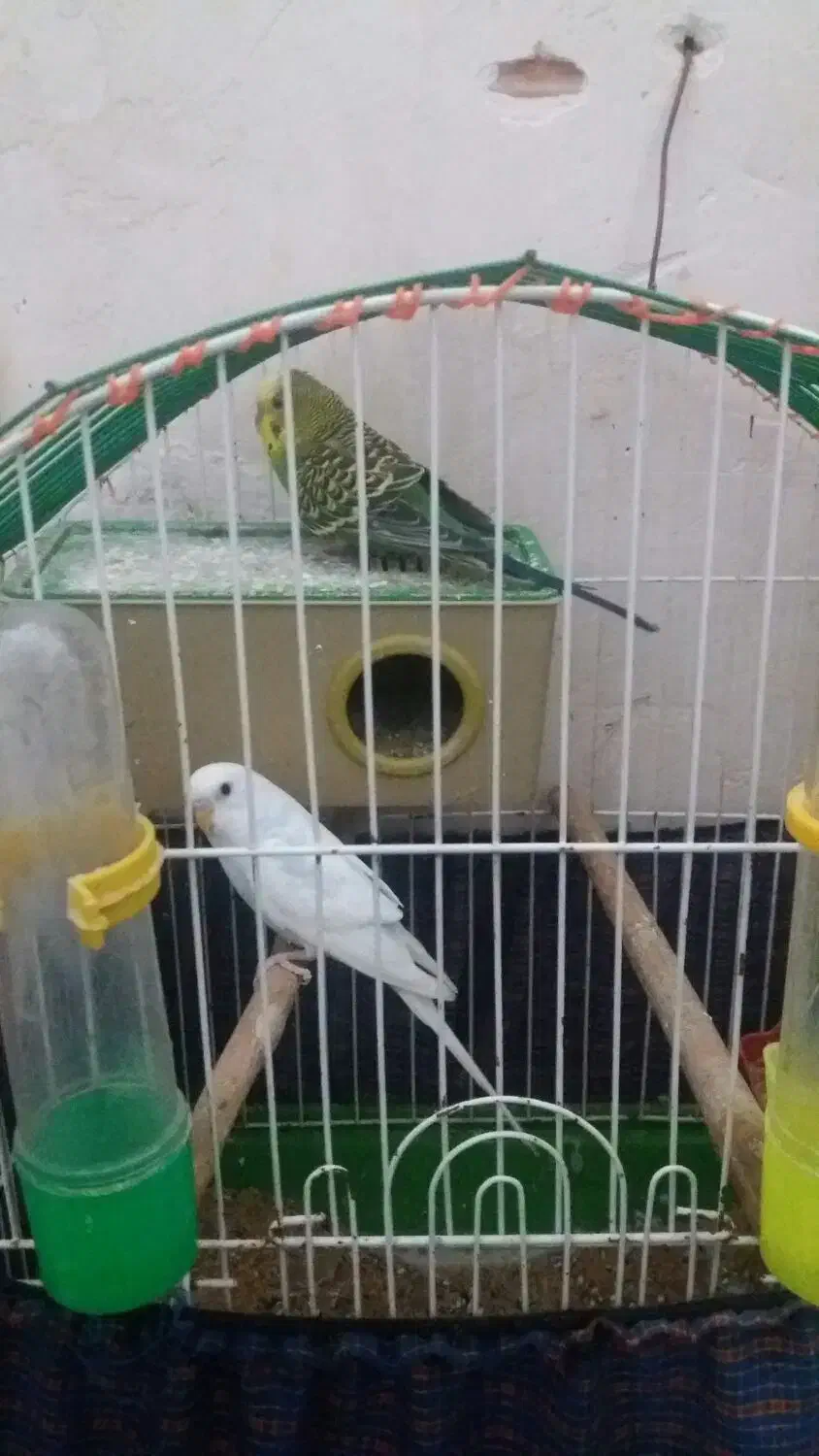 مرغ عشق جوان.جفت|پرنده|اردبیل, |دیوار