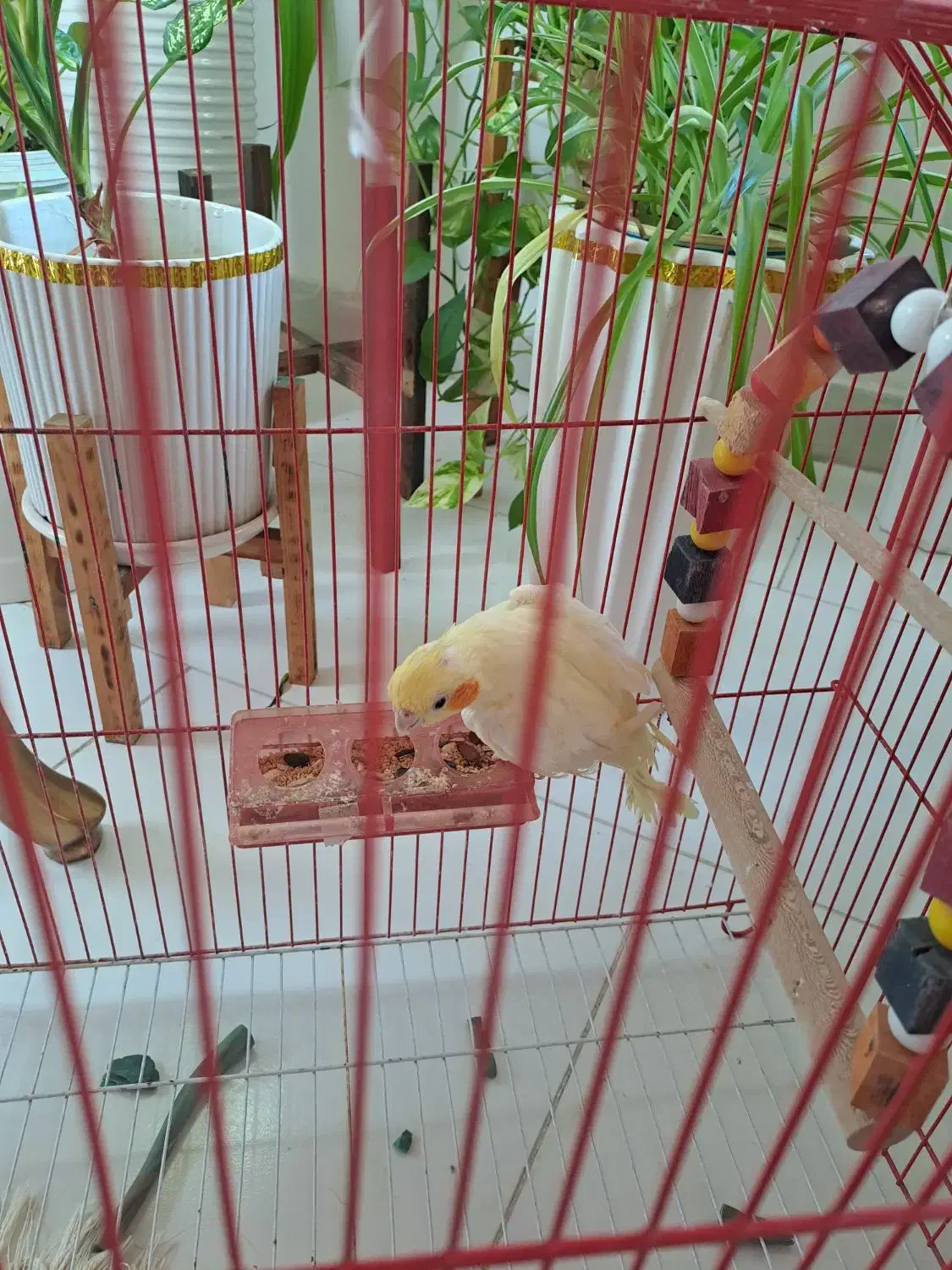 عروس هلندی|پرنده|رشت, شهرک شهید رجایی|دیوار