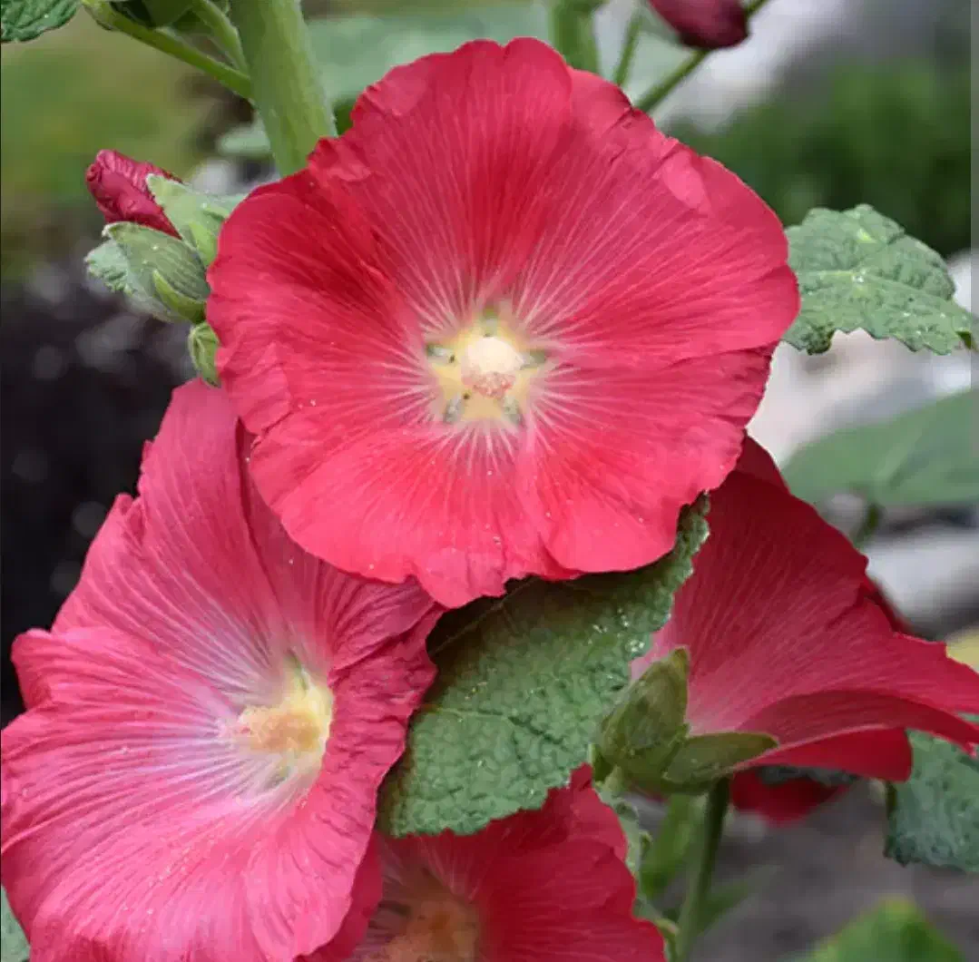 بذر گل ختمی گلبهی رنگ مخلوط با رنگ سرخ هلندی|گل و گیاه طبیعی|سوسنگرد, |دیوار