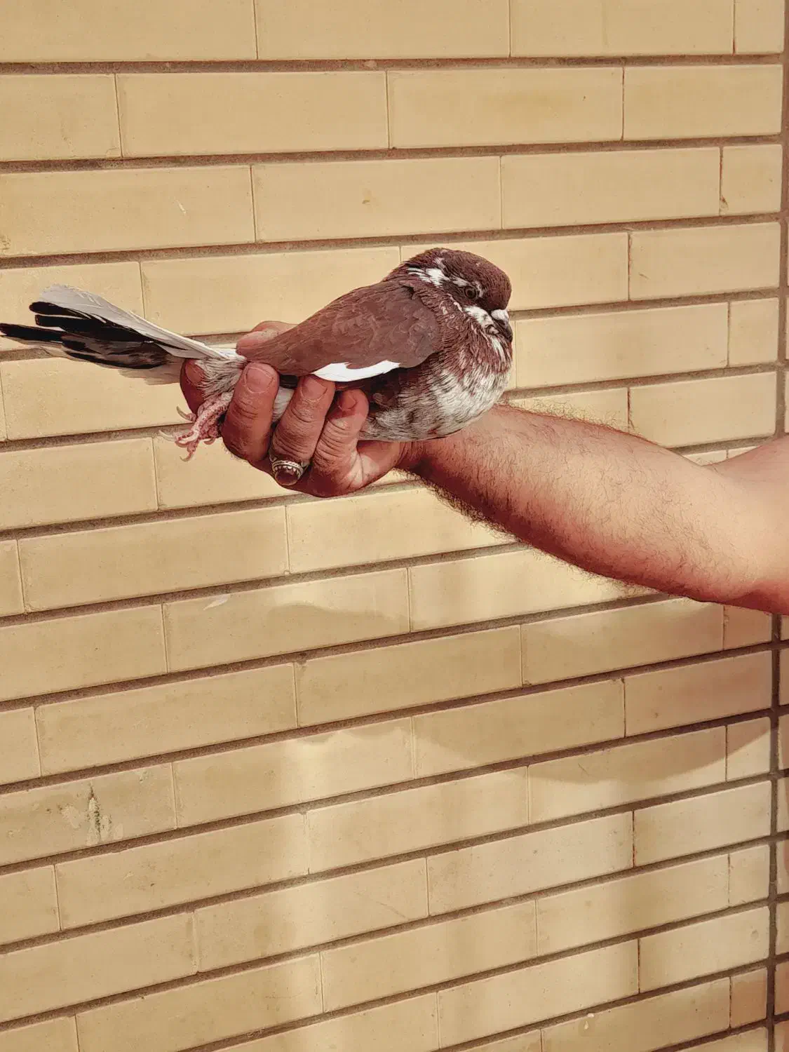 کفتر پرشی ساعتی|پرنده|کاشان, قطب راوندی|دیوار