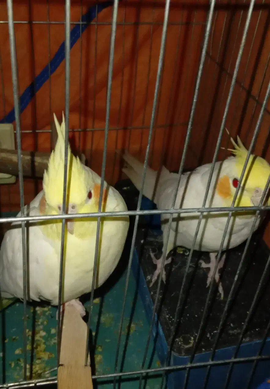 جفت عروس هلندی|پرنده|ایرانشهر, |دیوار