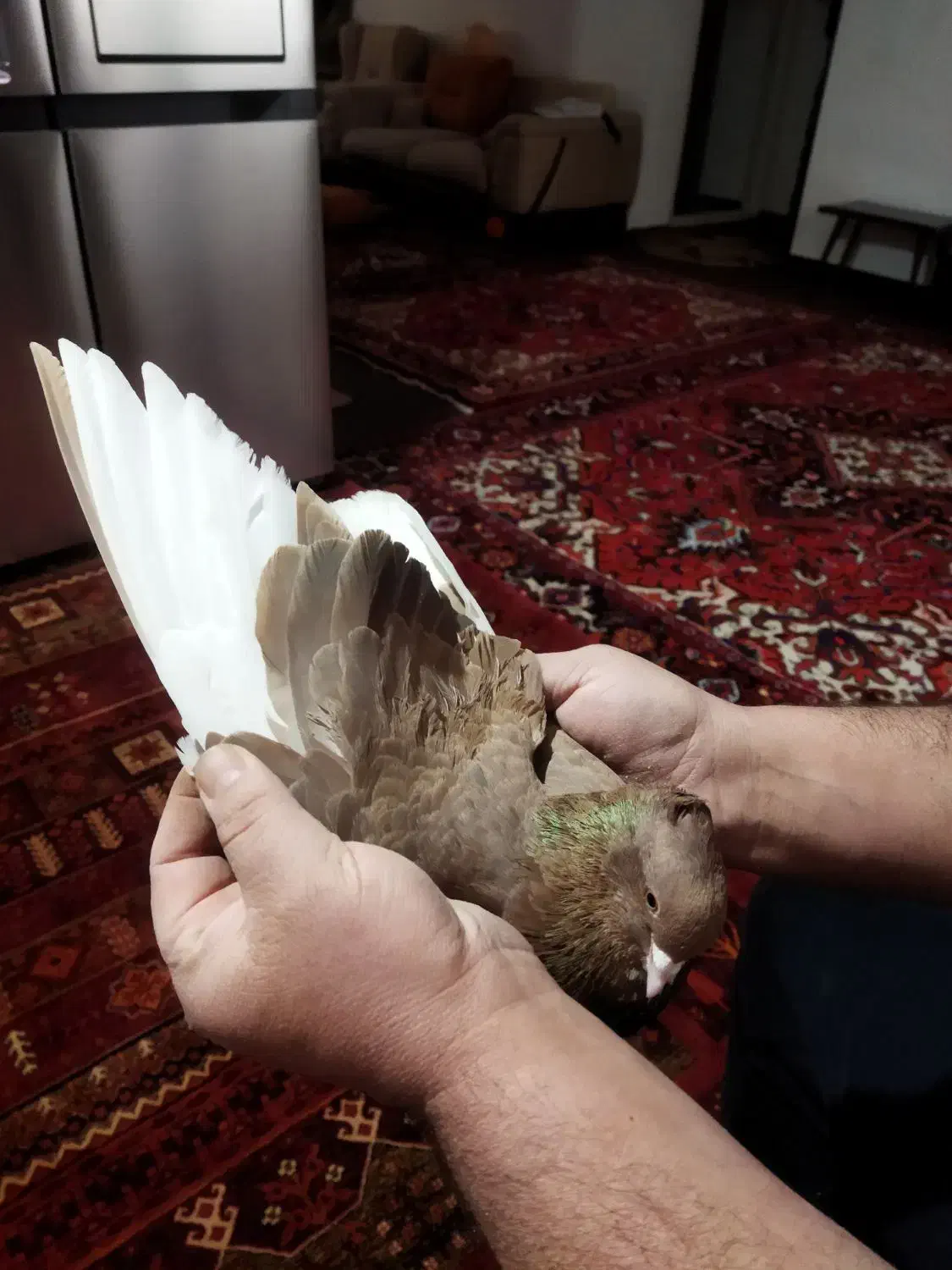 شازده پرشی|پرنده|ابهر, |دیوار