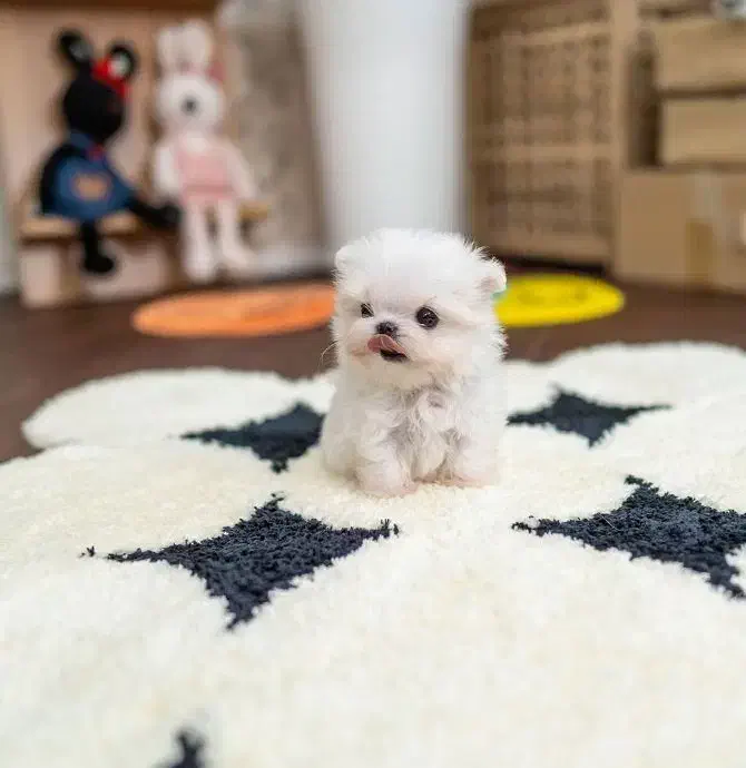 پامرانین خرسی|سگ|اصفهان, بهار آزادی|دیوار