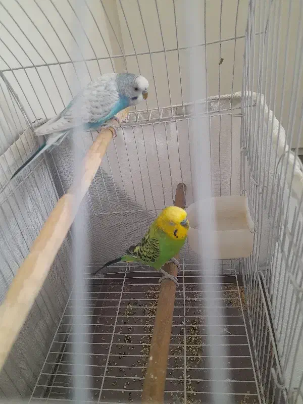 یه جفت مرغ عشق نروماده گازنمیگرن|پرنده|تهران, آذری|دیوار