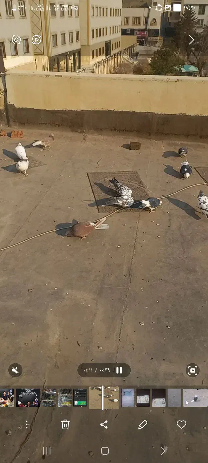 کفتر خال های گل چین شده|پرنده|تهران, جنت‌آباد مرکزی|دیوار