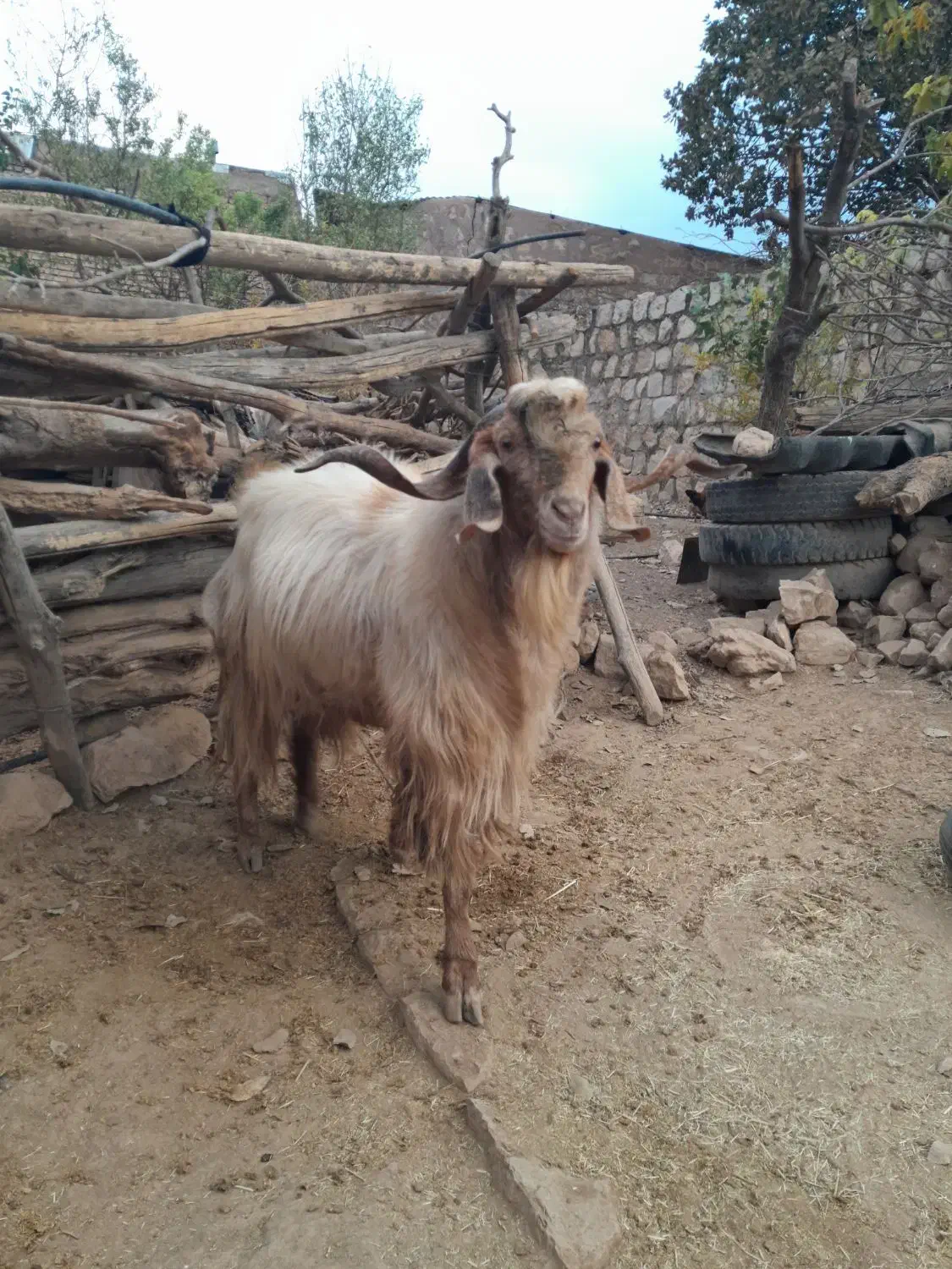 گوسفند بز|حیوانات مزرعه|کوهدشت, |دیوار
