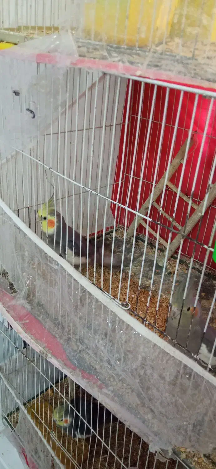 دو جفت عروس هلندی مولد|پرنده|مشهد, انقلاب|دیوار