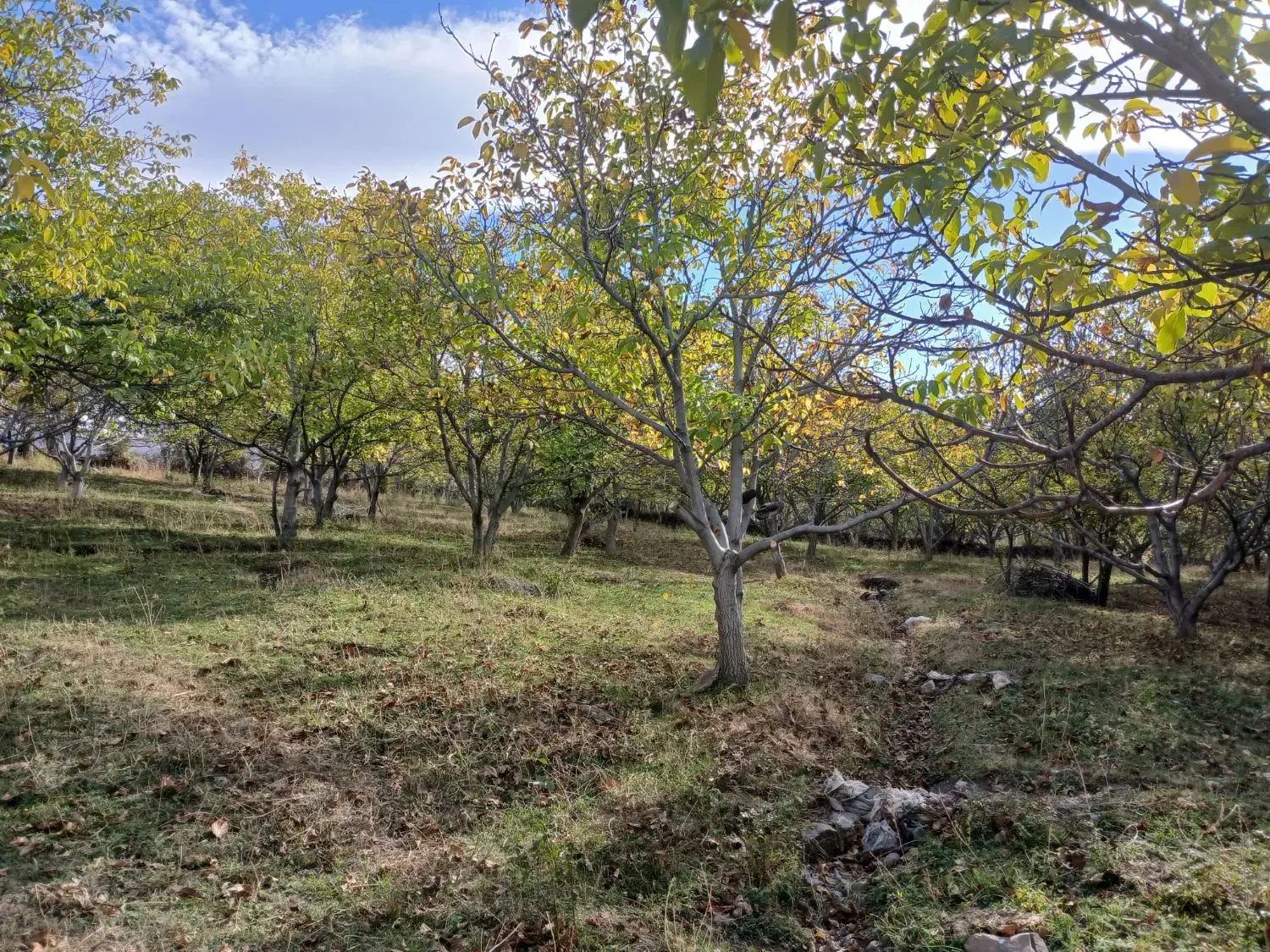 یک هکدار باغ گردو|فروش دفتر صنعتی، کشاورزی، تجاری|سراب, |دیوار