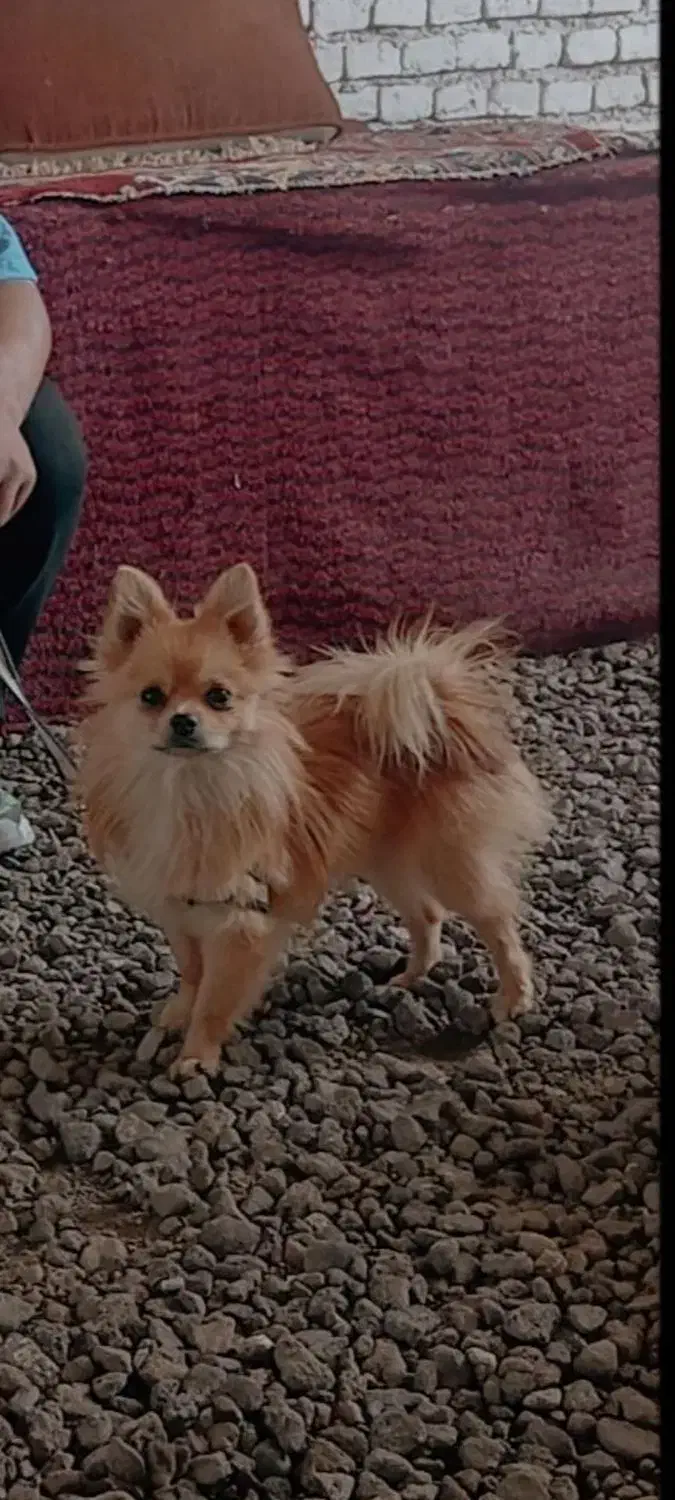 سگ گمشده|حیوانات|سبزوار, قلعه‌نو دهزار|دیوار