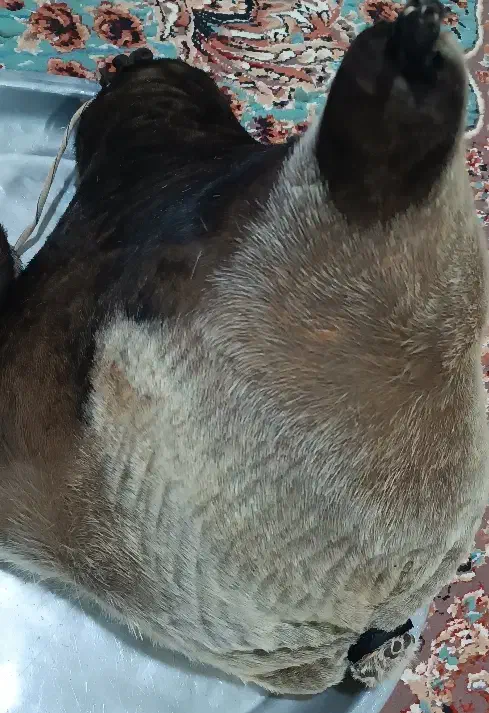 هیزه|صنایع دستی و سایر لوازم تزئینی|فیروزآباد (لرستان), |دیوار