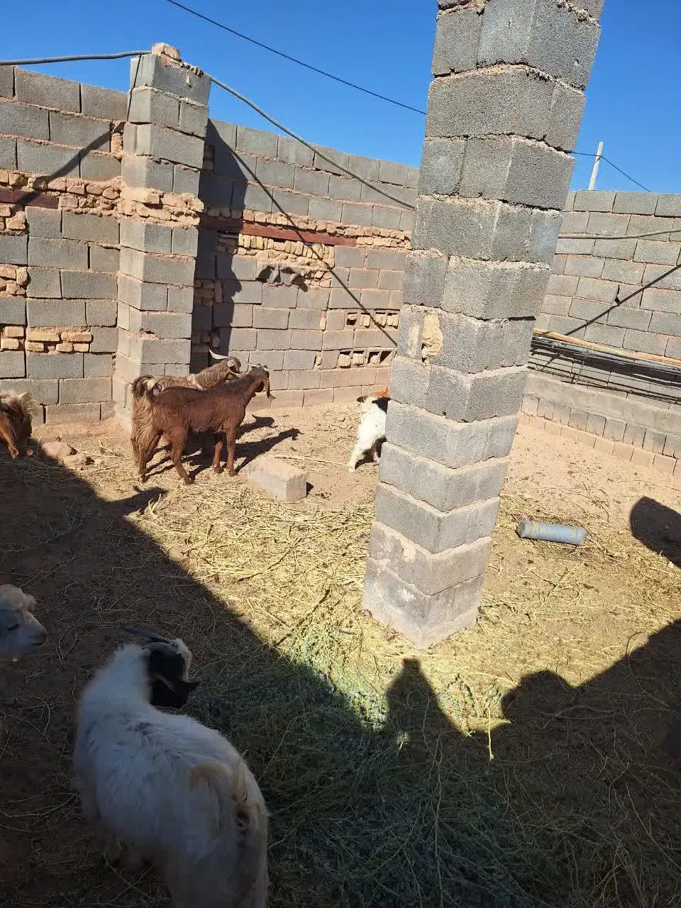 بز و کهره|حیوانات مزرعه|مهریز, |دیوار