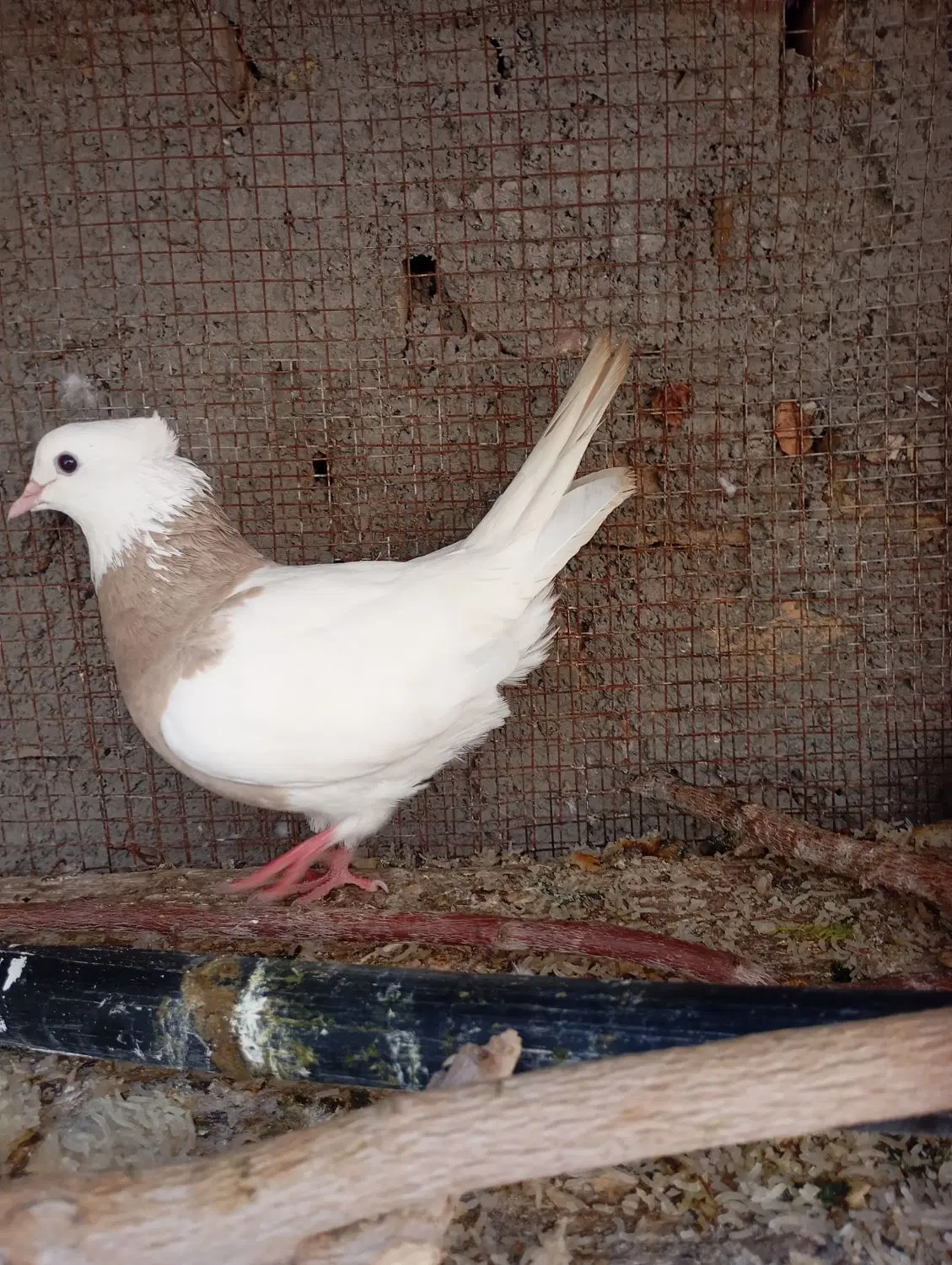 طوقی|پرنده|سده (خراسان جنوبی), |دیوار