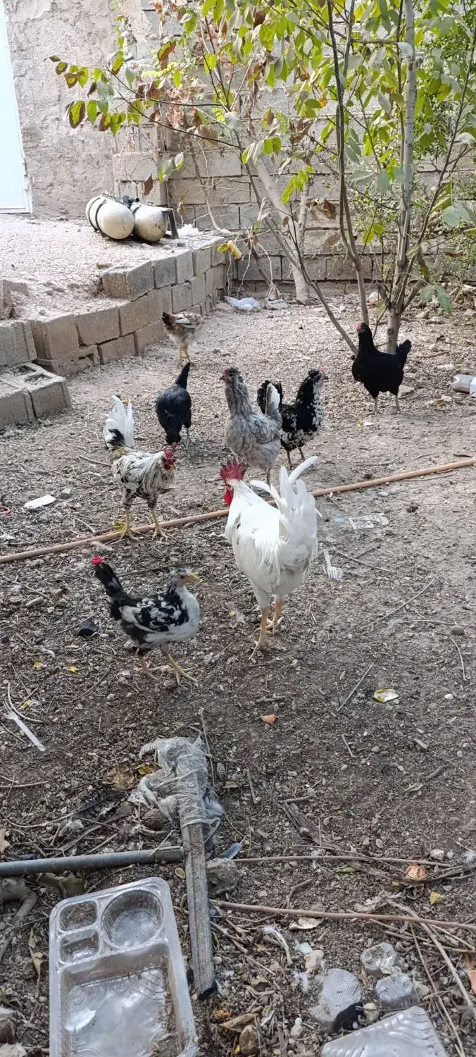 مرغ گلین لری اصل|حیوانات مزرعه|شیراز, کرونی(خاتونک)|دیوار