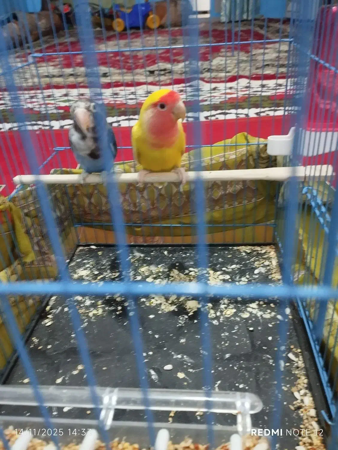 دو عدد طوطی کوتوله|پرنده|سراوان, |دیوار