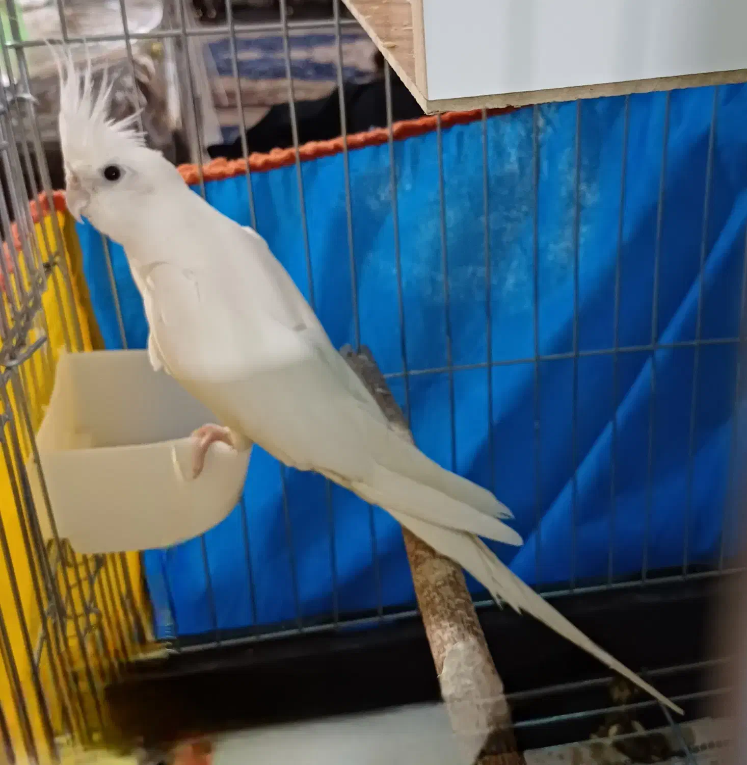 عروس هلندی آلبینو ماده|پرنده|قم, انسجام|دیوار