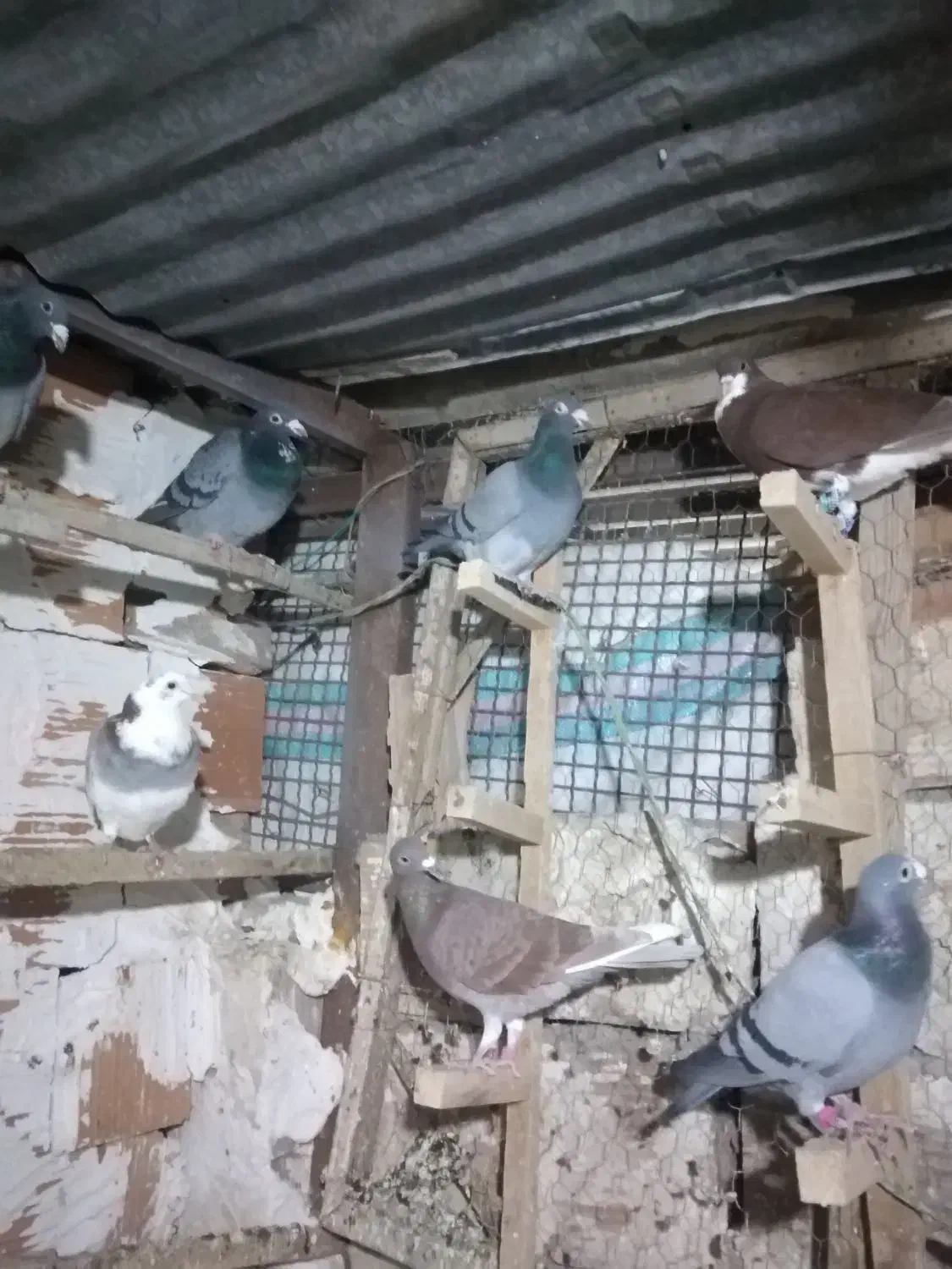 کبوتر المانی|پرنده|گرگان, |دیوار