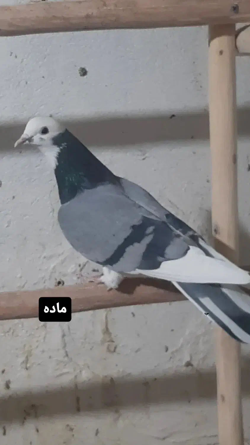 کفتر دولاب تن کردنی|پرنده|تهران, آهنگ|دیوار