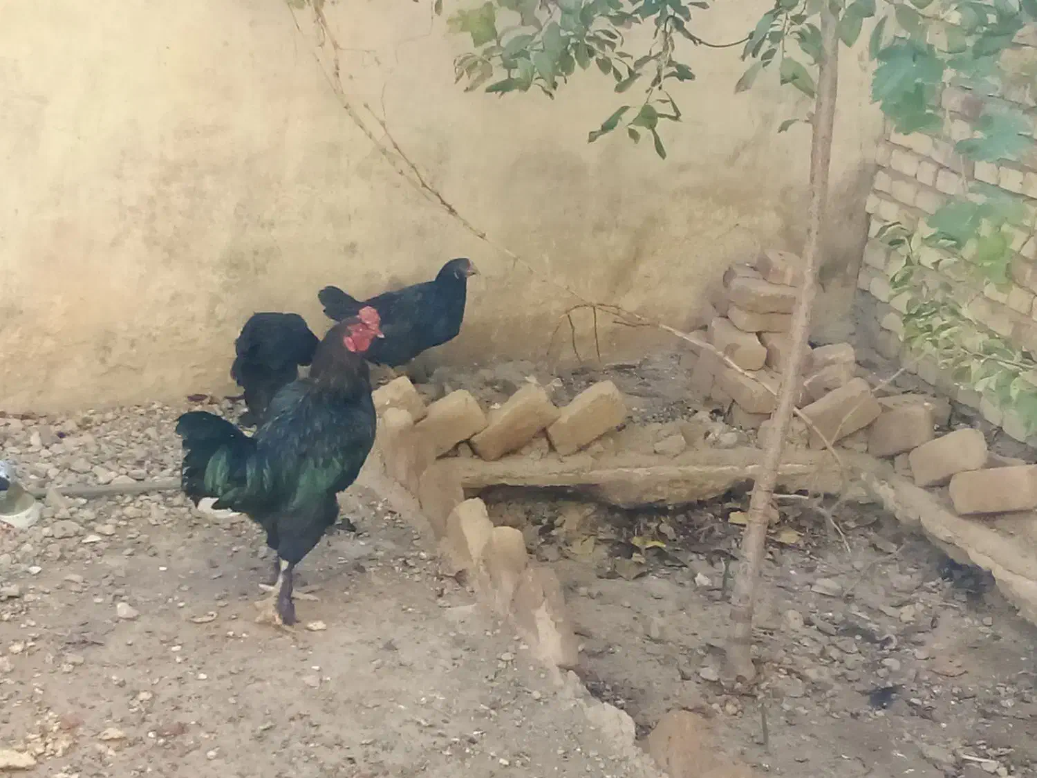 مرندقره سی|حیوانات مزرعه|مرند, |دیوار