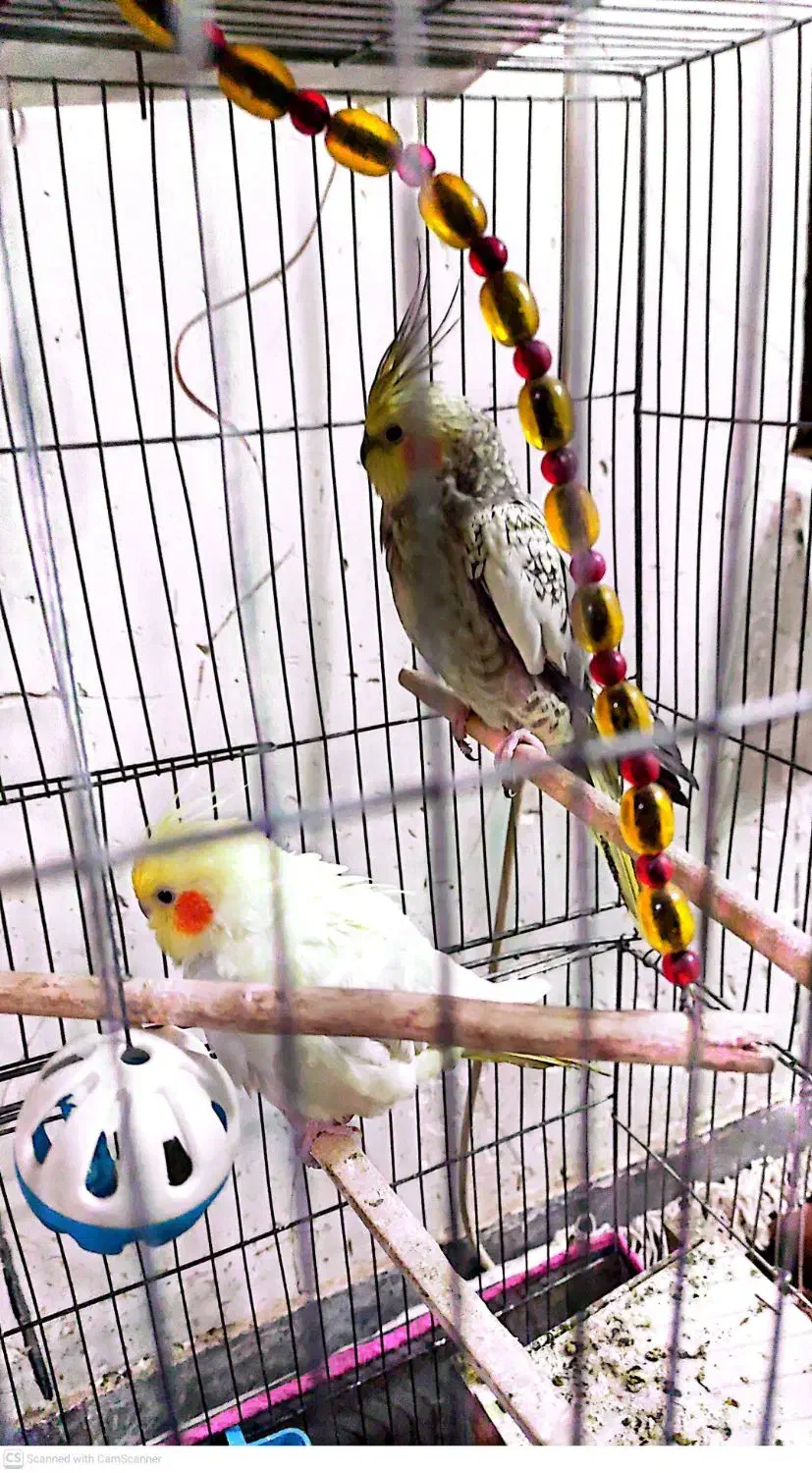 عروس هلندی رام و طوطی کوتوله نر معاوضه|پرنده|گلباف, |دیوار