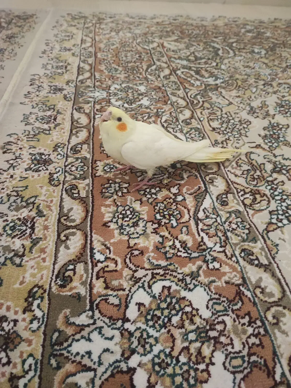 عروس هلندی|پرنده|قم, نیروگاه|دیوار