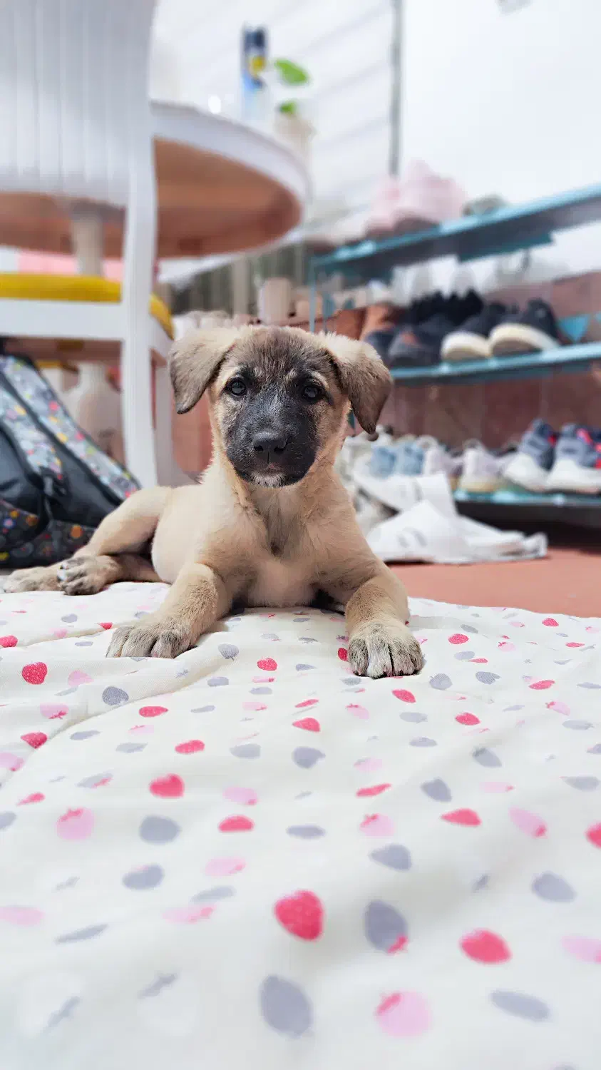 واگذاری دو قلاده سگ شناسنامه دار|سگ|مشهد, ویلاشهر|دیوار