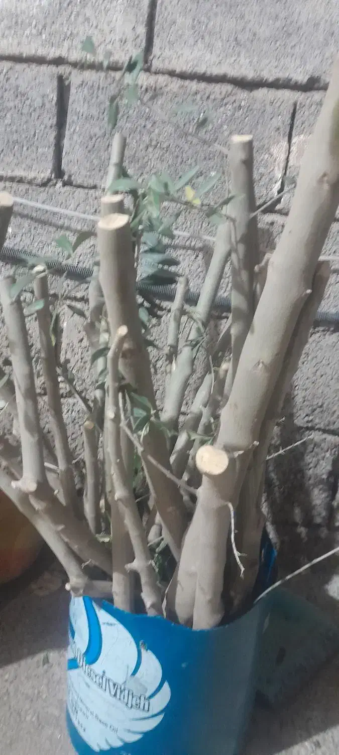 نهال  زیتون|گل و گیاه طبیعی|لوشان, |دیوار