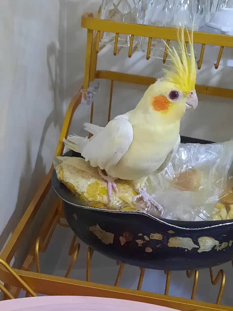 عروس هلندی لوتینیو و گلباقالی|پرنده|اندیشه, اندیشه فاز ۱|دیوار