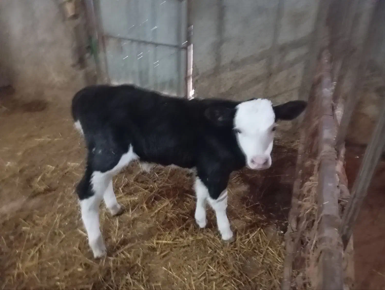 گوساله و گاو شیری|حیوانات مزرعه|آشخانه, |دیوار