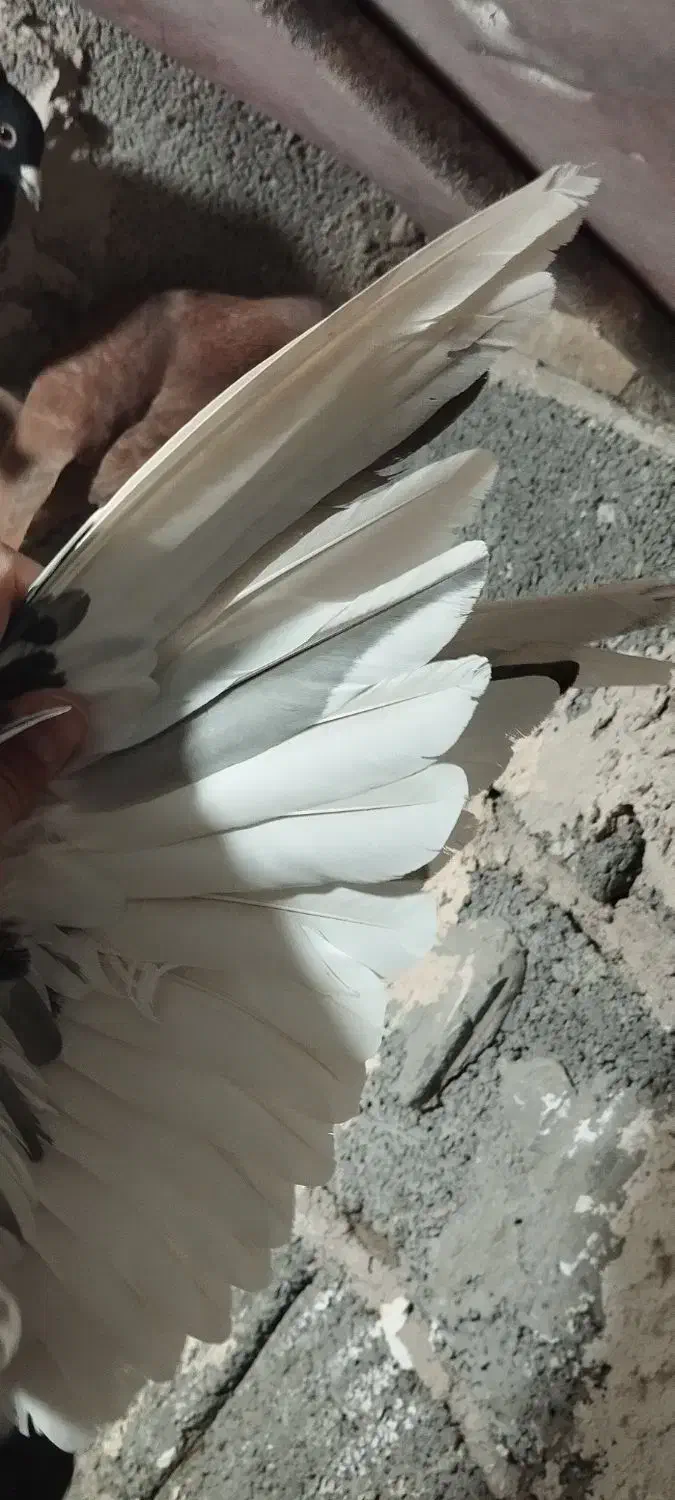 نر پریده|پرنده|رفسنجان, |دیوار