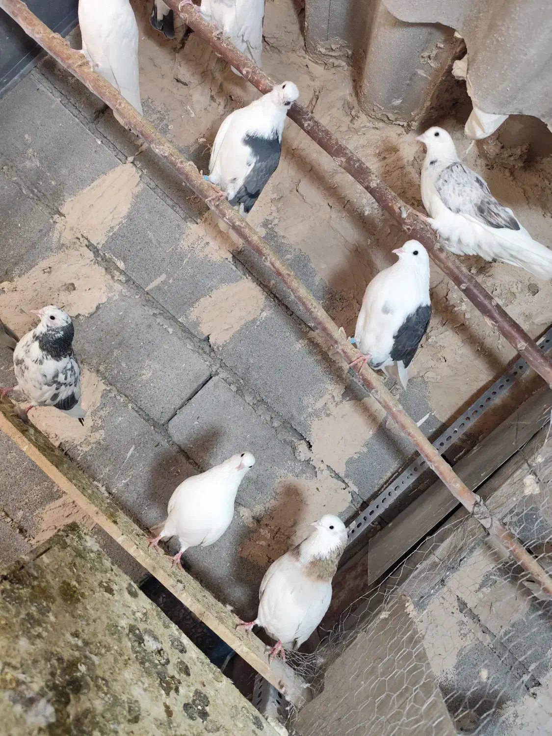 کبوتر پرشی|پرنده|جلیل آباد, |دیوار