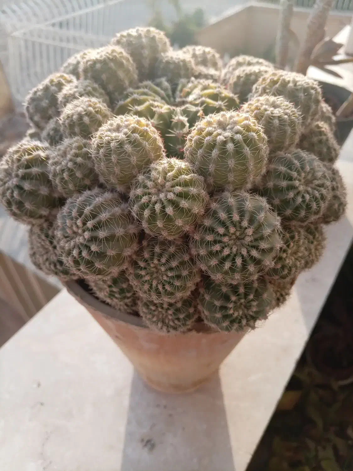 گل کاکتوس، گندمی، یخی|گل و گیاه طبیعی|شاهینشهر, شهرک ردانی پور|دیوار