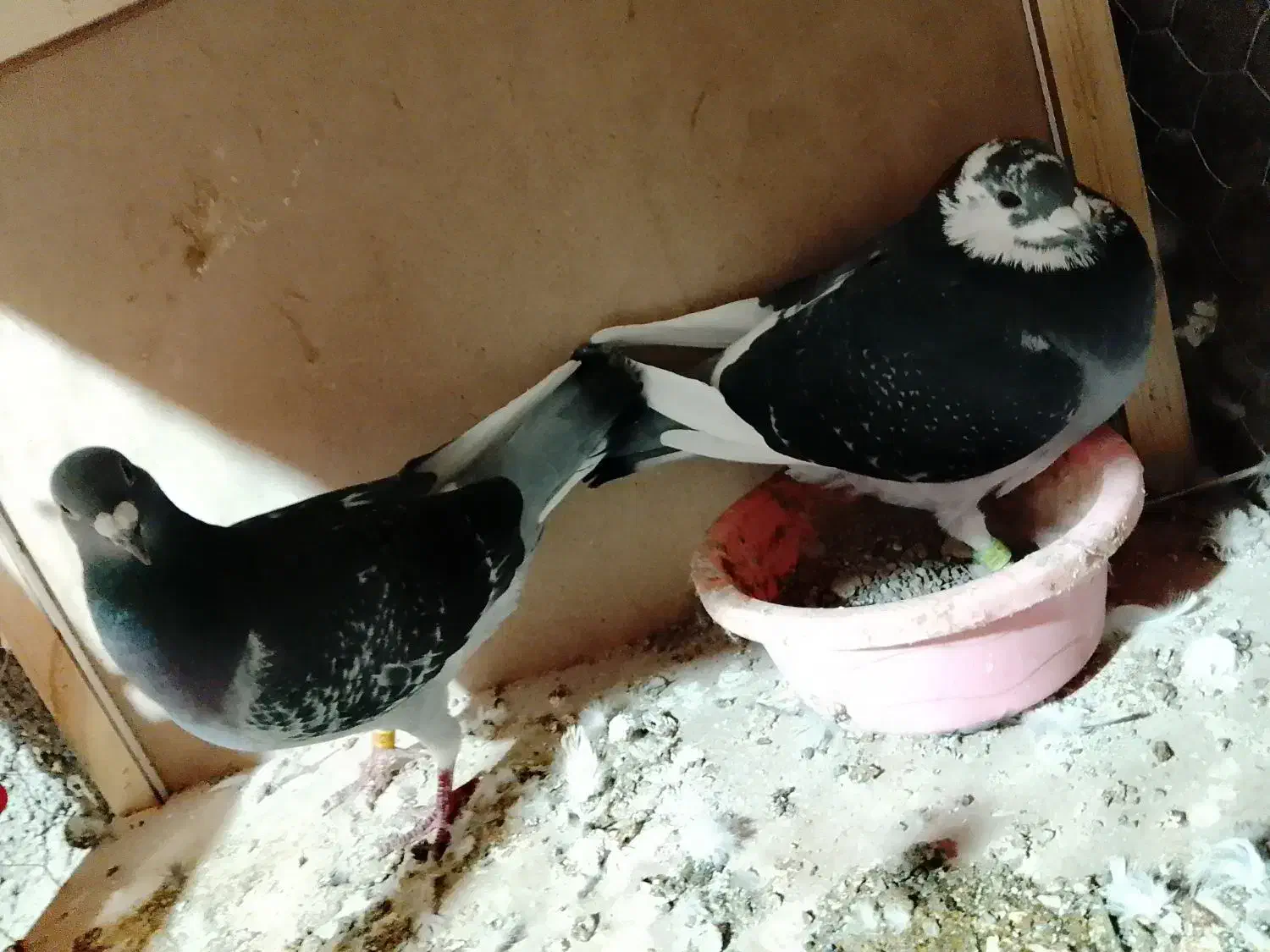 کفتر|پرنده|علی‌آباد کتول, |دیوار