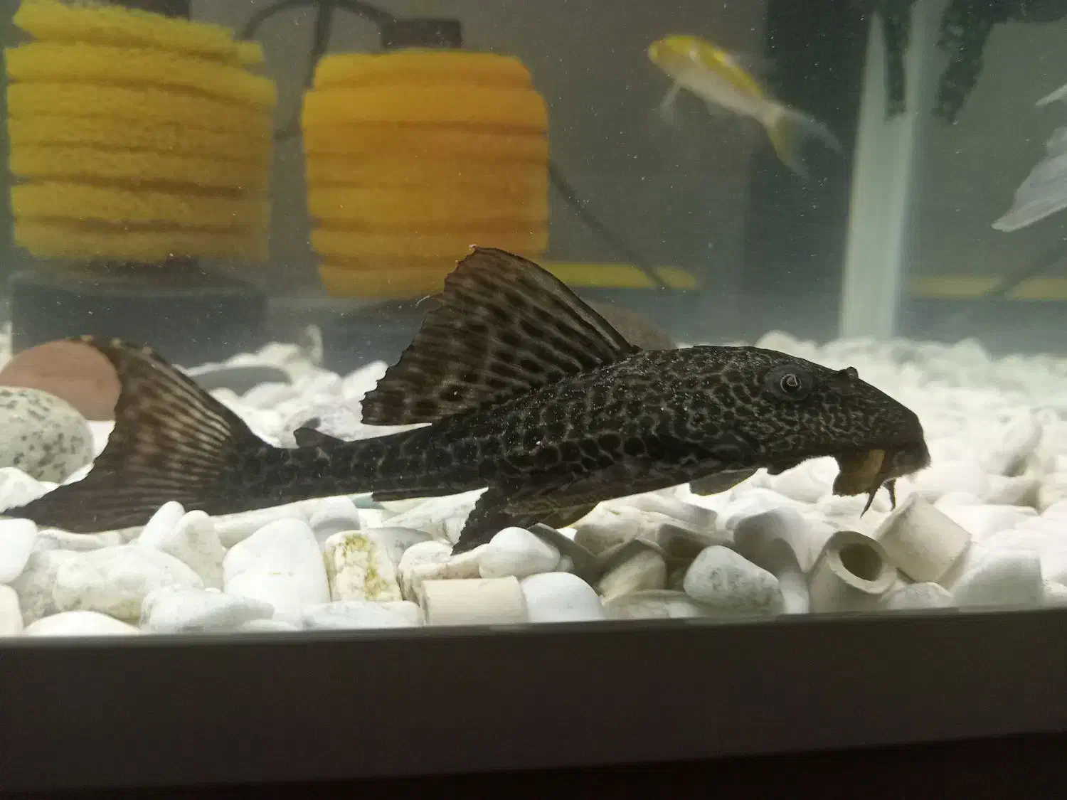 لجنخوار کت اسپرت|ماهی|مشکین‌دشت, |دیوار