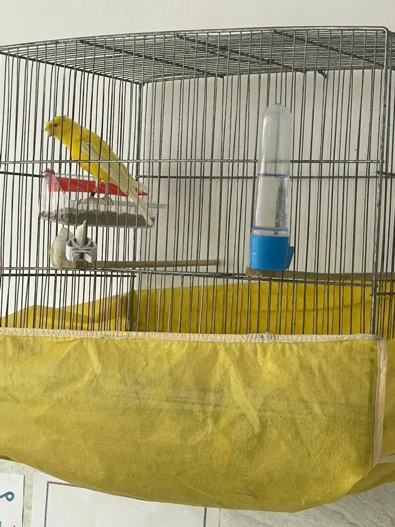 فروش قناری گلستر|پرنده|سنگر, |دیوار